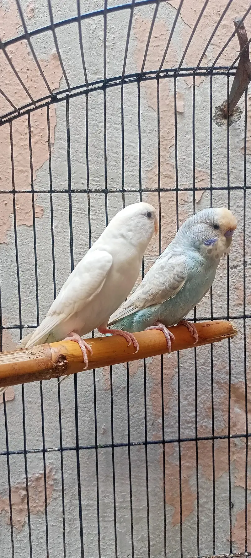 Bajri Latino And Albino Amazing Australian Budgies Parrots Budgerigar. — photo 5