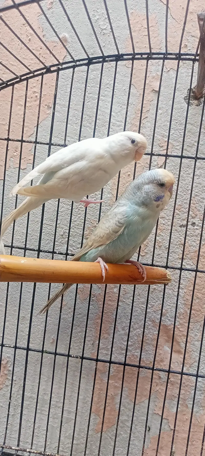 Bajri Latino And Albino Amazing Australian Budgies Parrots Budgerigar. — photo 6
