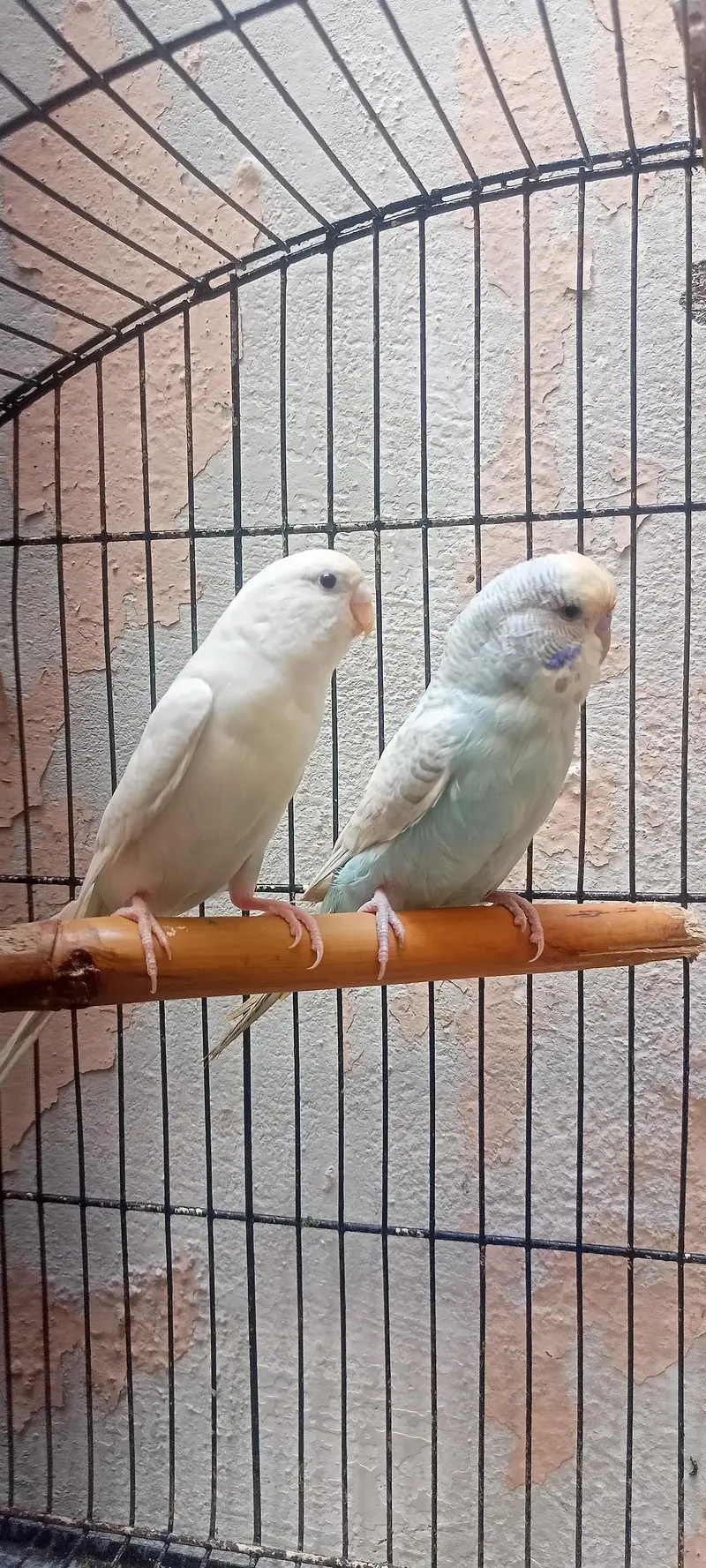 Bajri Latino And Albino Amazing Australian Budgies Parrots Budgerigar. — photo 7