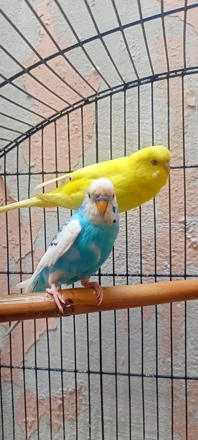 Bajri Latino And Albino Amazing Australian Budgies Parrots Budgerigar. — photo 8