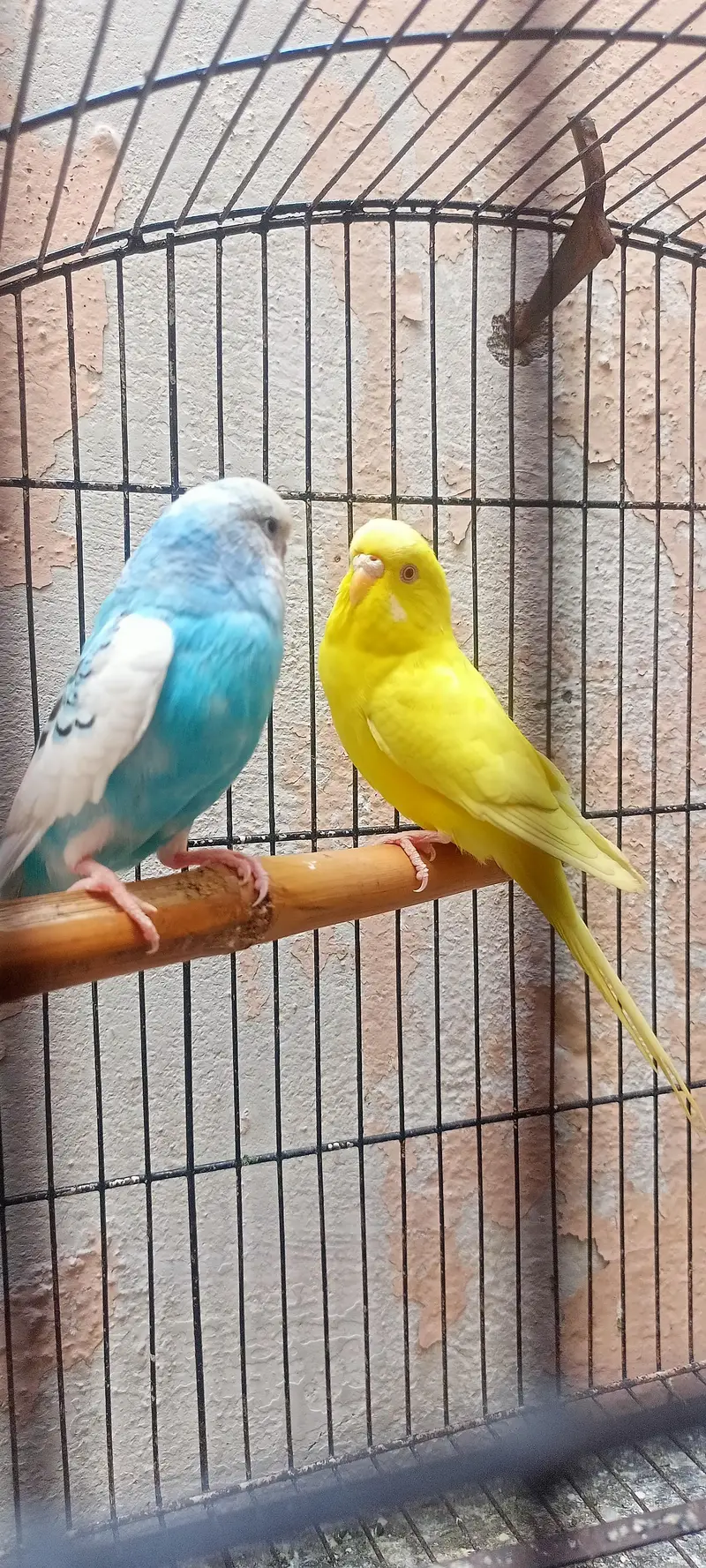 Bajri Latino And Albino Amazing Australian Budgies Parrots Budgerigar. — photo 9