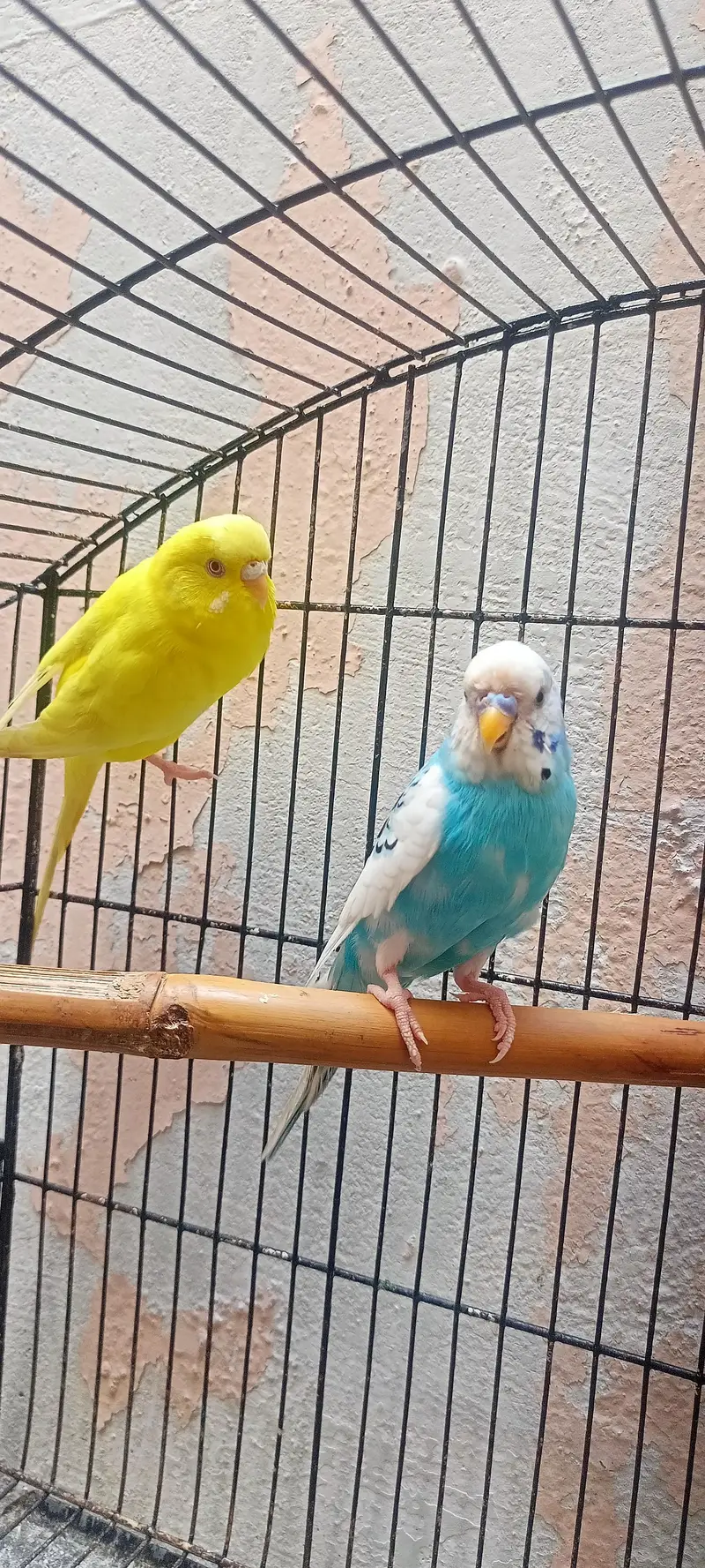 Bajri Latino And Albino Amazing Australian Budgies Parrots Budgerigar. — photo 10