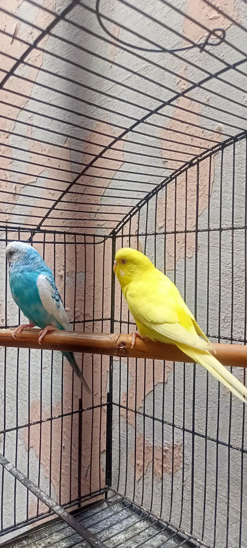 Bajri Latino And Albino Amazing Australian Budgies Parrots Budgerigar. — photo 11