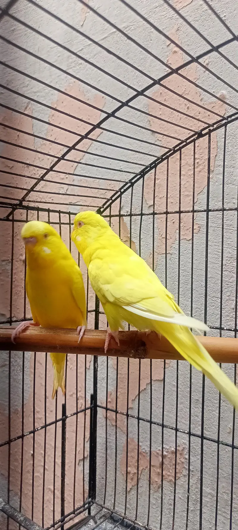 Bajri Latino And Albino Amazing Australian Budgies Parrots Budgerigar. — photo 12