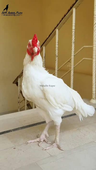 paper white Hera patha available