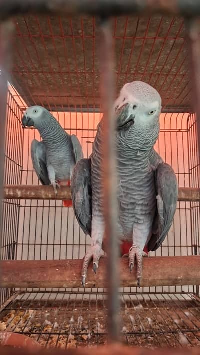 African Grey Parrot