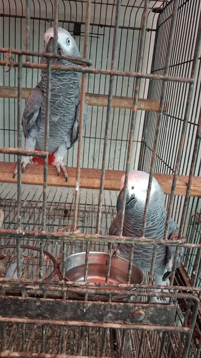 African Grey Parrot