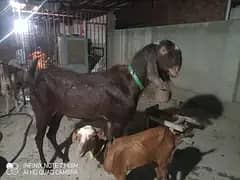 Beetal Male Breader and pregnant females