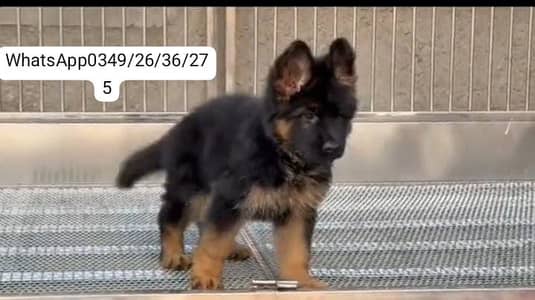 German Shepherd breed for sale mor WhatsApp