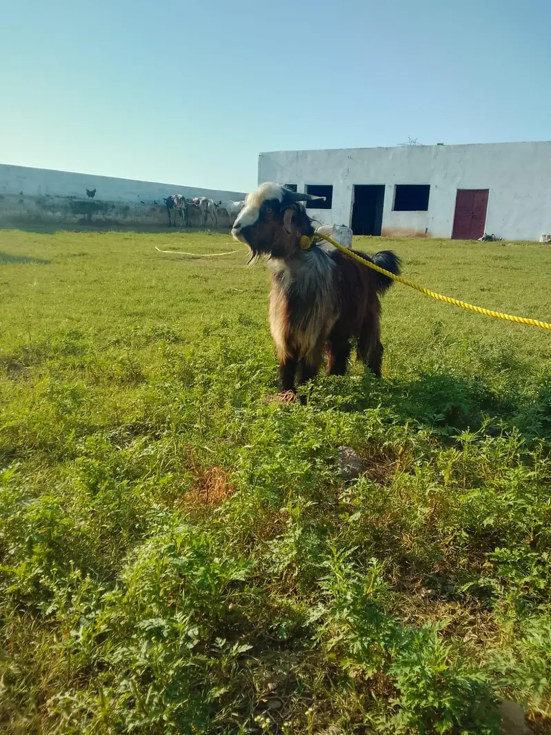 Male Goat Blochi Origion (Markhoor Mix] — photo 2