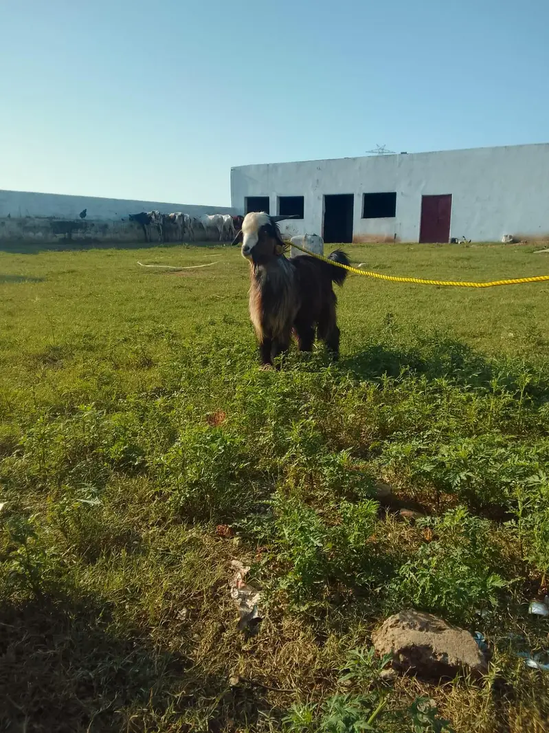 Male Goat Blochi Origion (Markhoor Mix] — photo 3