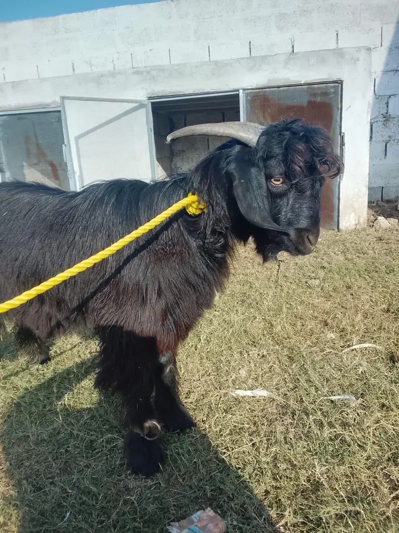 Male Goat Blochi Origion (Markhoor Mix] — photo 4