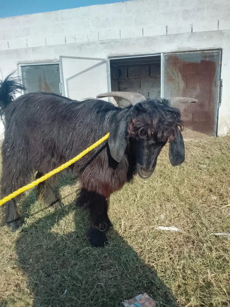 Male Goat Blochi Origion (Markhoor Mix] — photo 5