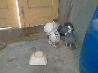 Luka pigeons