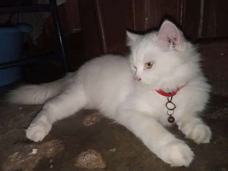 White Triple Coated Kitten For Sale — photo 2