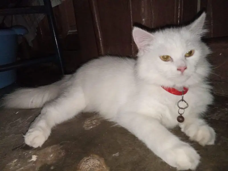 White Triple Coated Kitten For Sale — photo 3