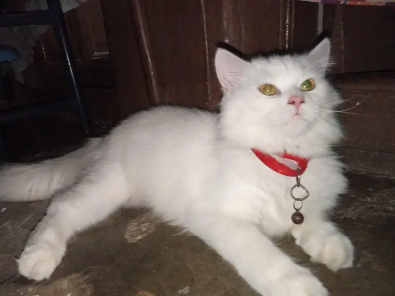 White Triple Coated Kitten For Sale — photo 4