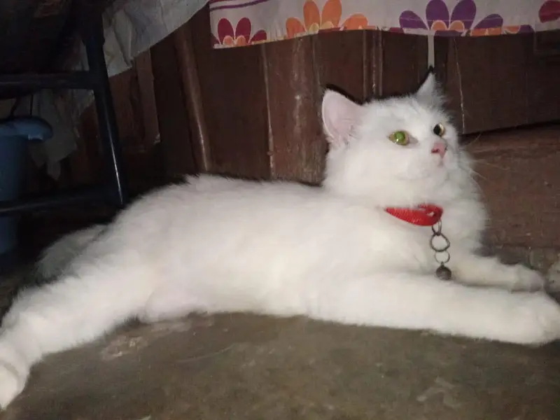 White Triple Coated Kitten For Sale — photo 5