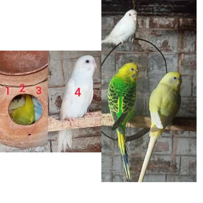 Australion Perot's for urgent sale. WhatsApp no. 0347 1521806
