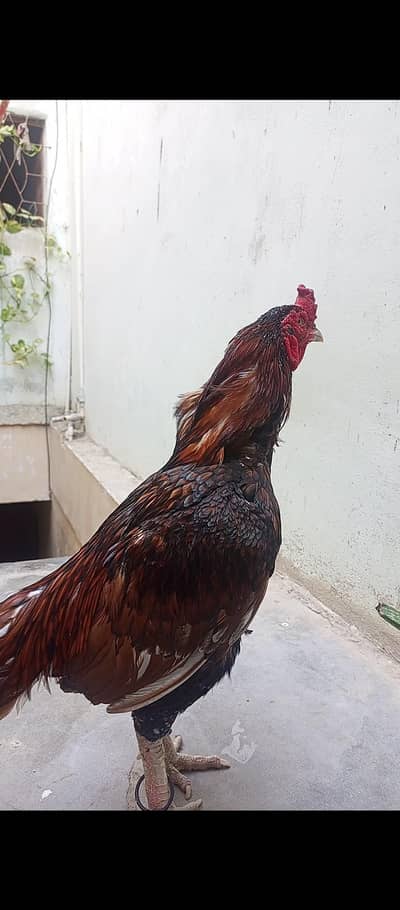 old blad line piyor miawali