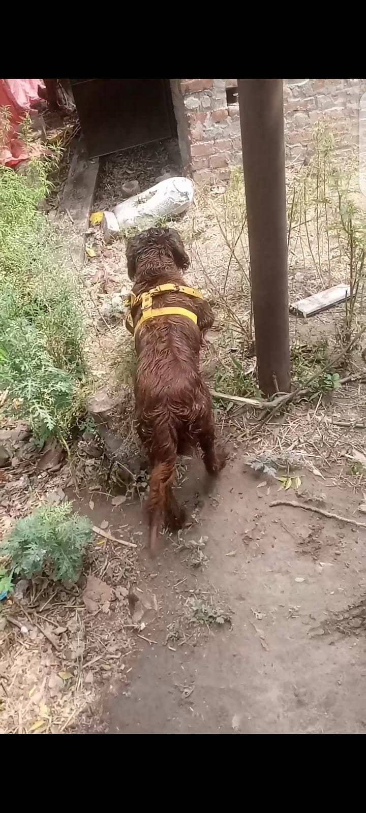 cocker spaniel dog 1