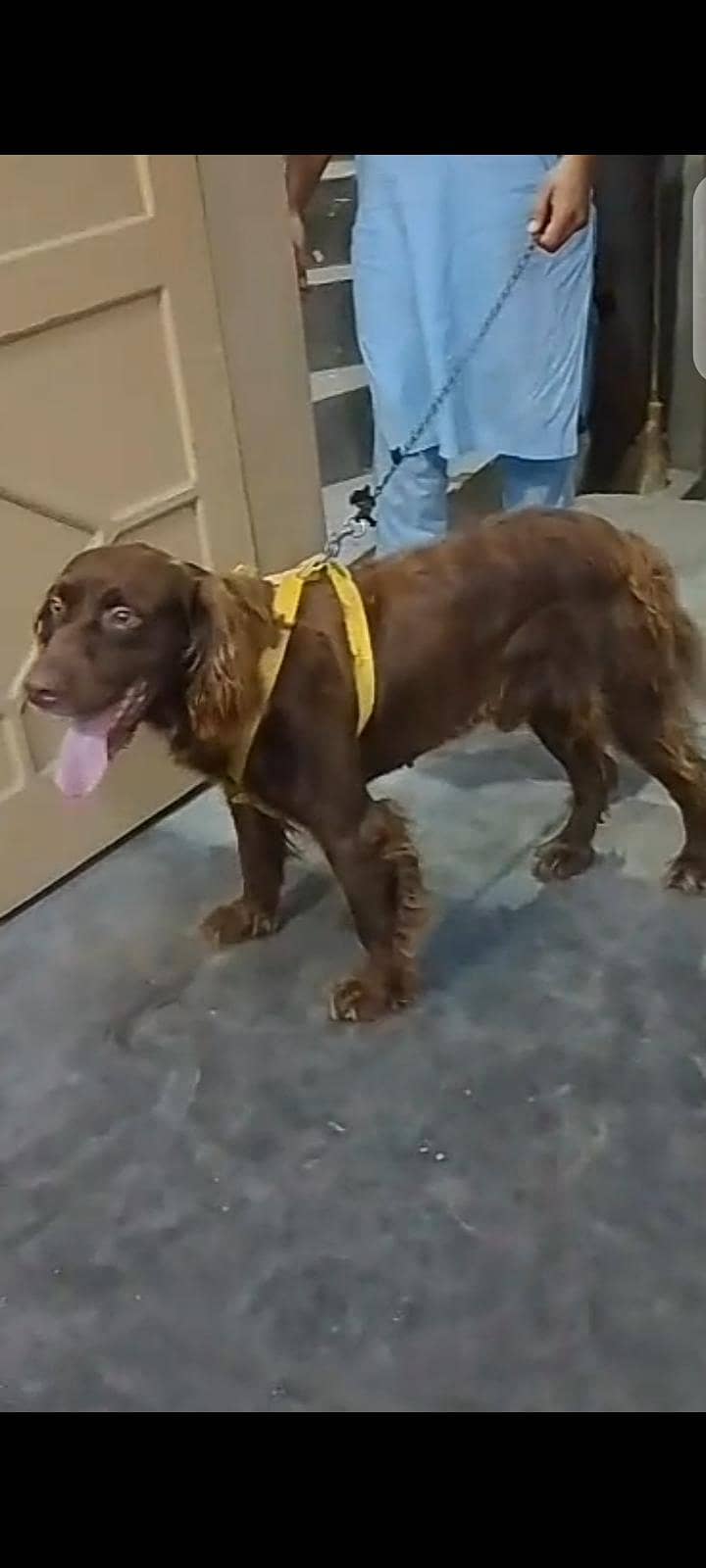 cocker spaniel dog 3