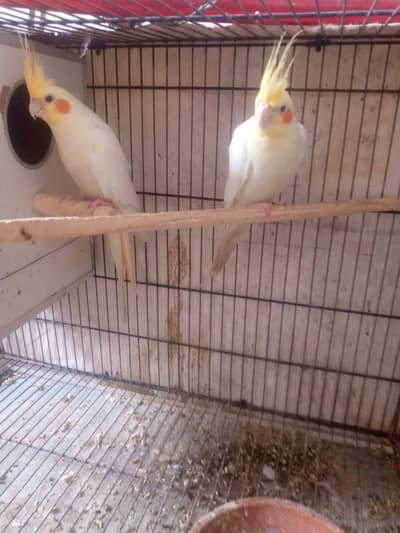 Common white cocktail breeder pair 03170151599