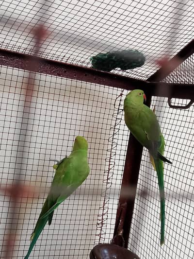 Breeder females available