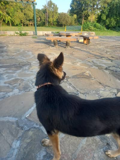 Cross of German Shepherd & Bhagyari Alsatian  Dog