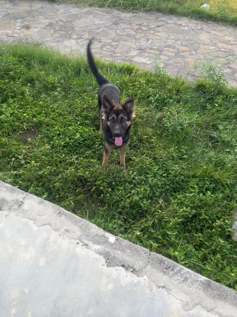 Cross of German Shepherd & Bhagyari Alsatian  Dog — photo 2