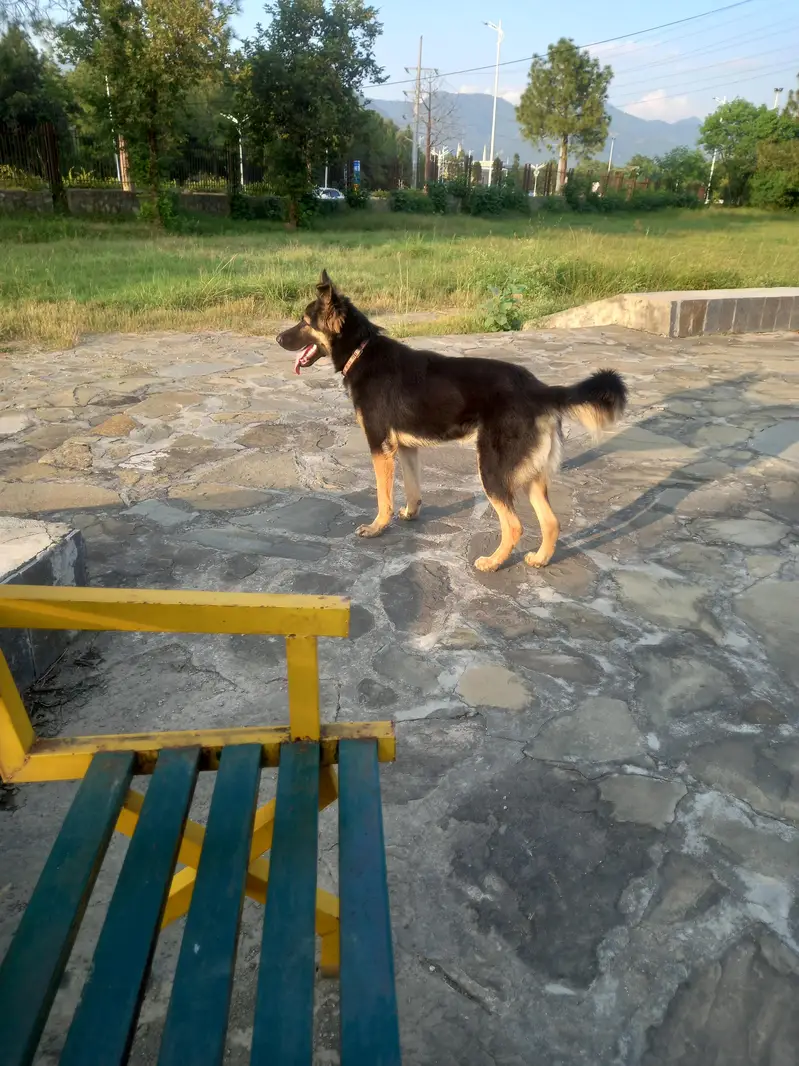 Cross of German Shepherd & Bhagyari Alsatian  Dog — photo 3