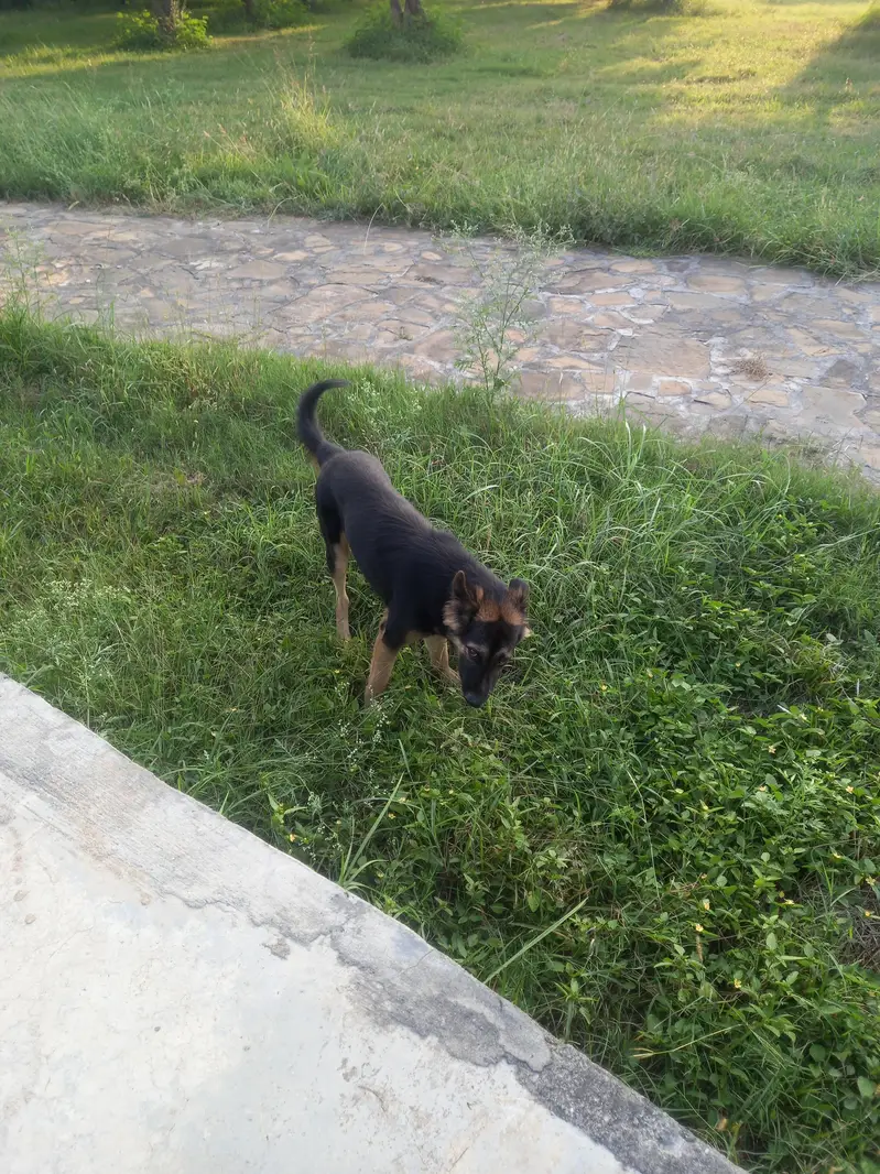 Cross of German Shepherd & Bhagyari Alsatian  Dog — photo 4