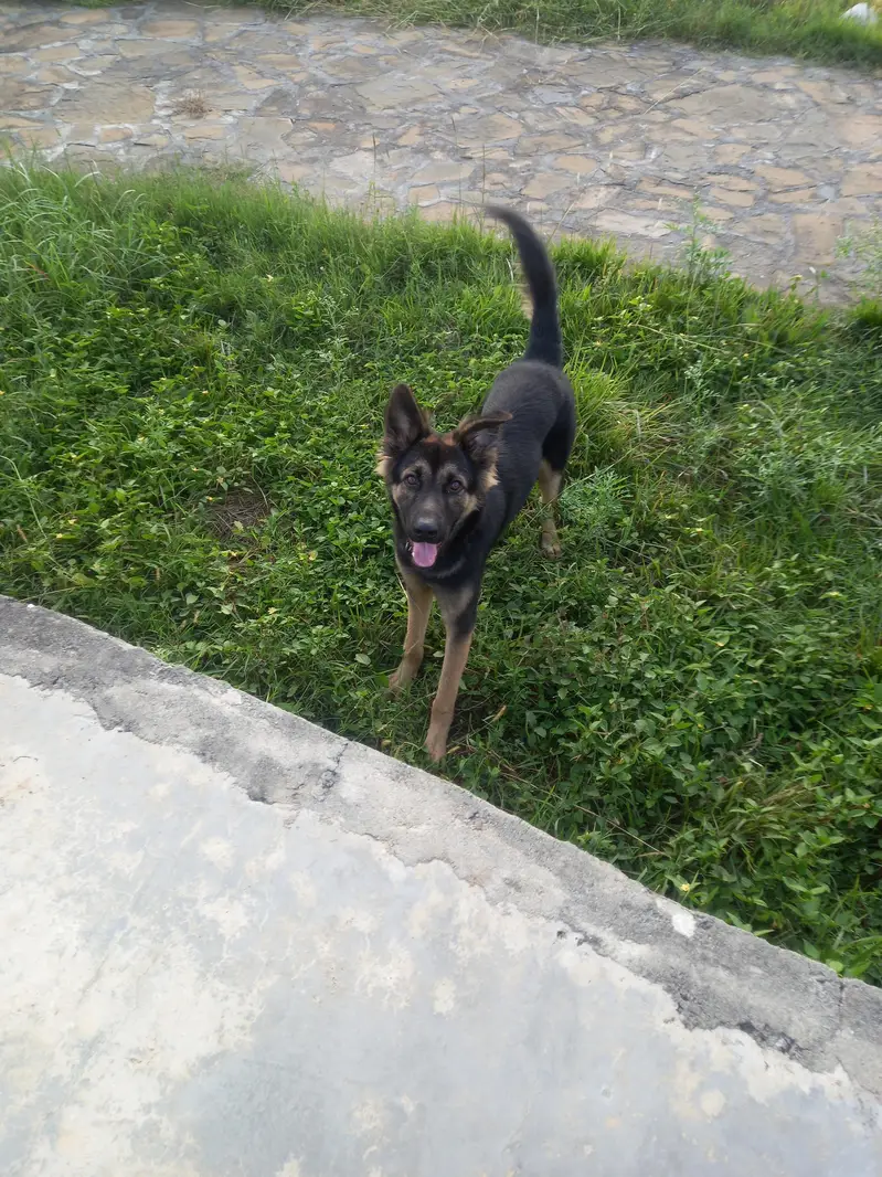 Cross of German Shepherd & Bhagyari Alsatian  Dog — photo 5