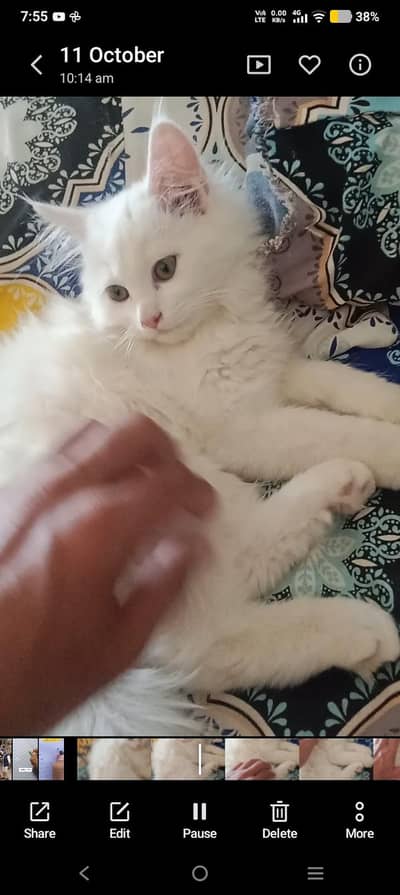 Persian kitten