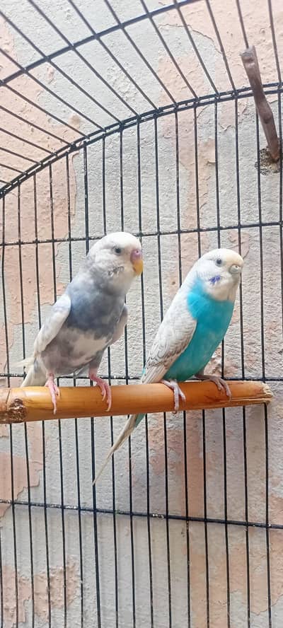 King Size Budgies Australian Parrots Bajri (Budgerigar) .
