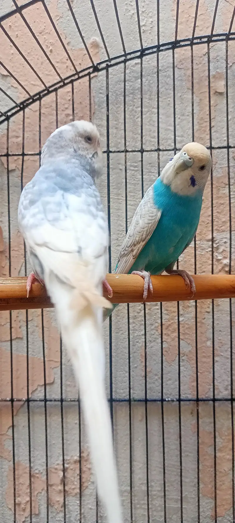 King Size Budgies Australian Parrots Bajri (Budgerigar) . — photo 2