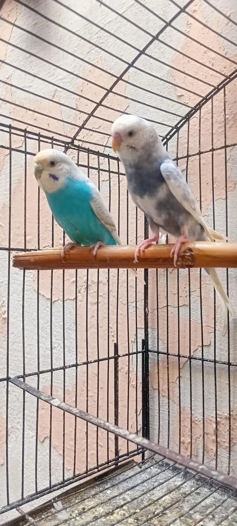 King Size Budgies Australian Parrots Bajri (Budgerigar) . — photo 3