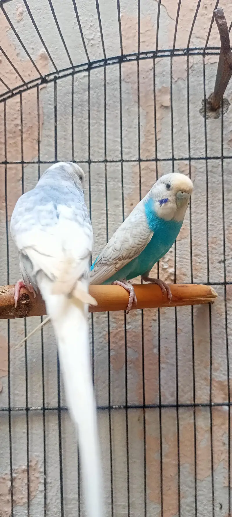 King Size Budgies Australian Parrots Bajri (Budgerigar) . — photo 4