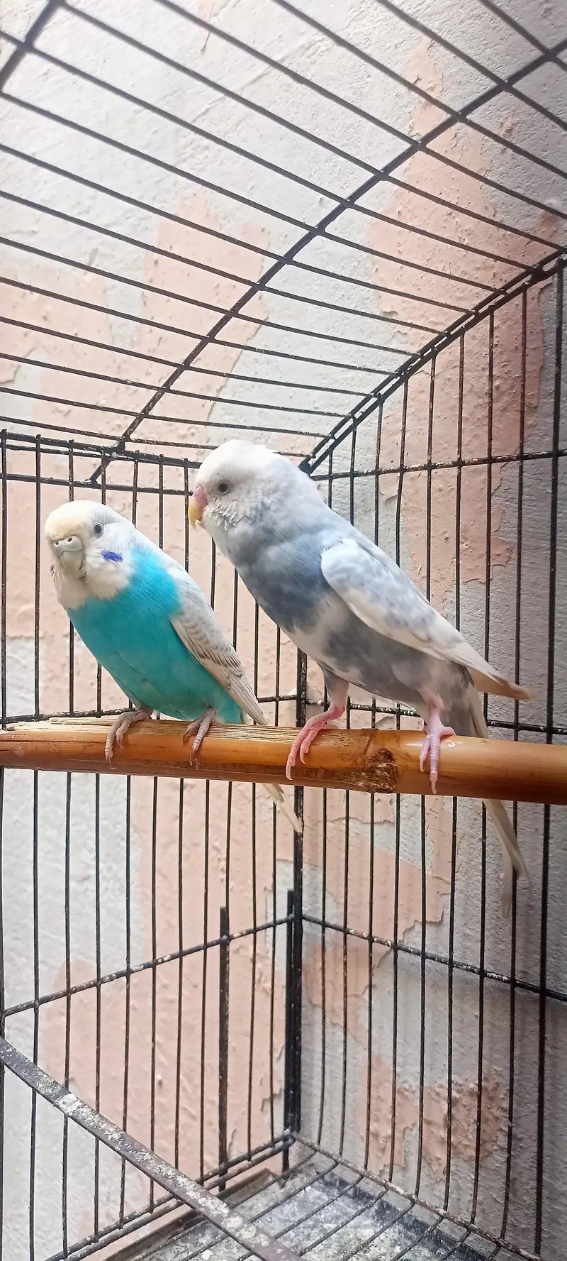 King Size Budgies Australian Parrots Bajri (Budgerigar) . — photo 5