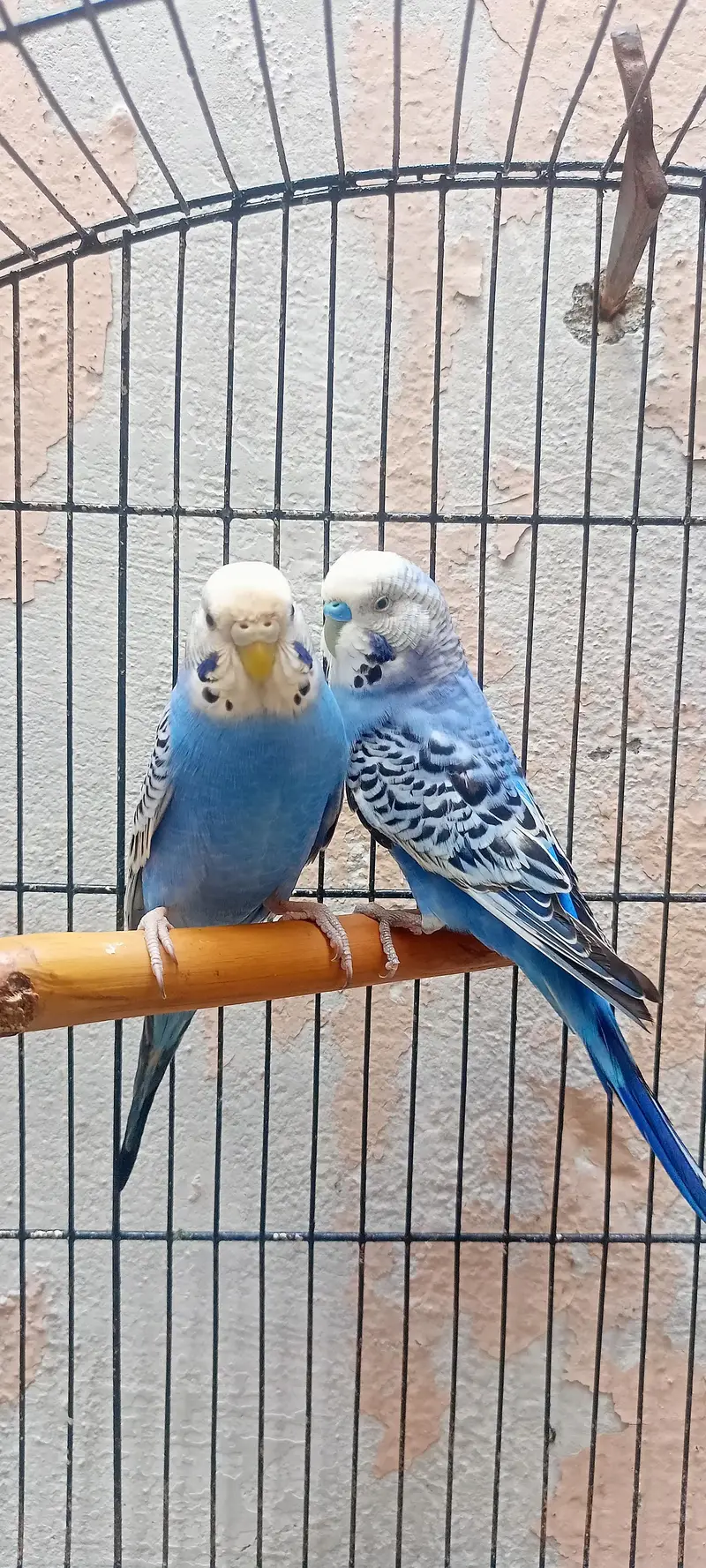 King Size Budgies Australian Parrots Bajri (Budgerigar) . — photo 6