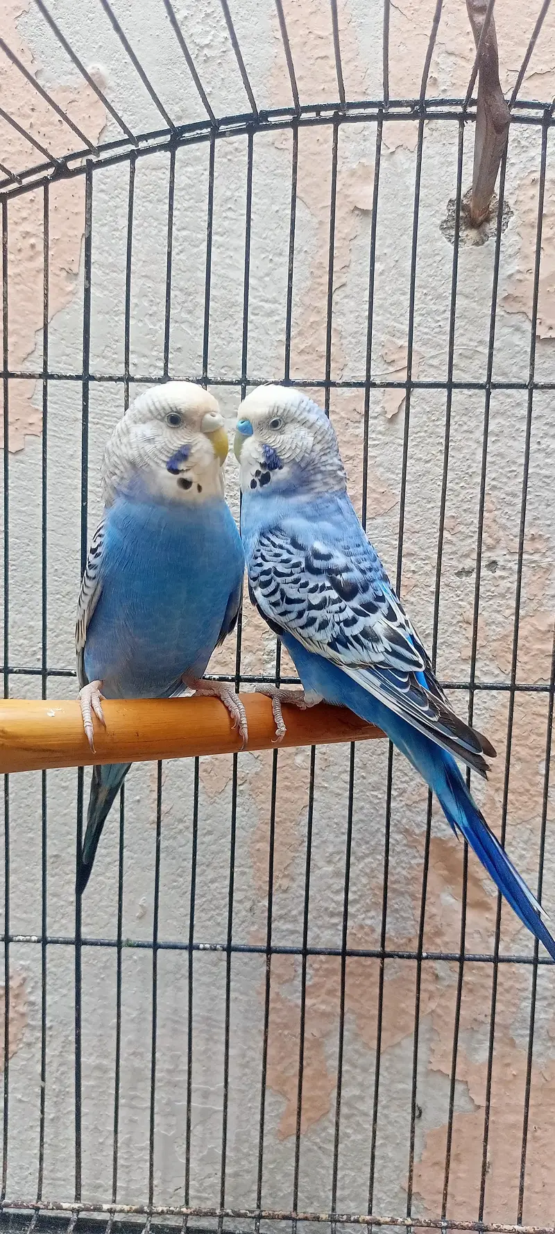 King Size Budgies Australian Parrots Bajri (Budgerigar) . — photo 7