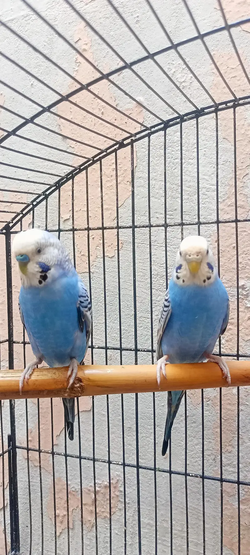 King Size Budgies Australian Parrots Bajri (Budgerigar) . — photo 8