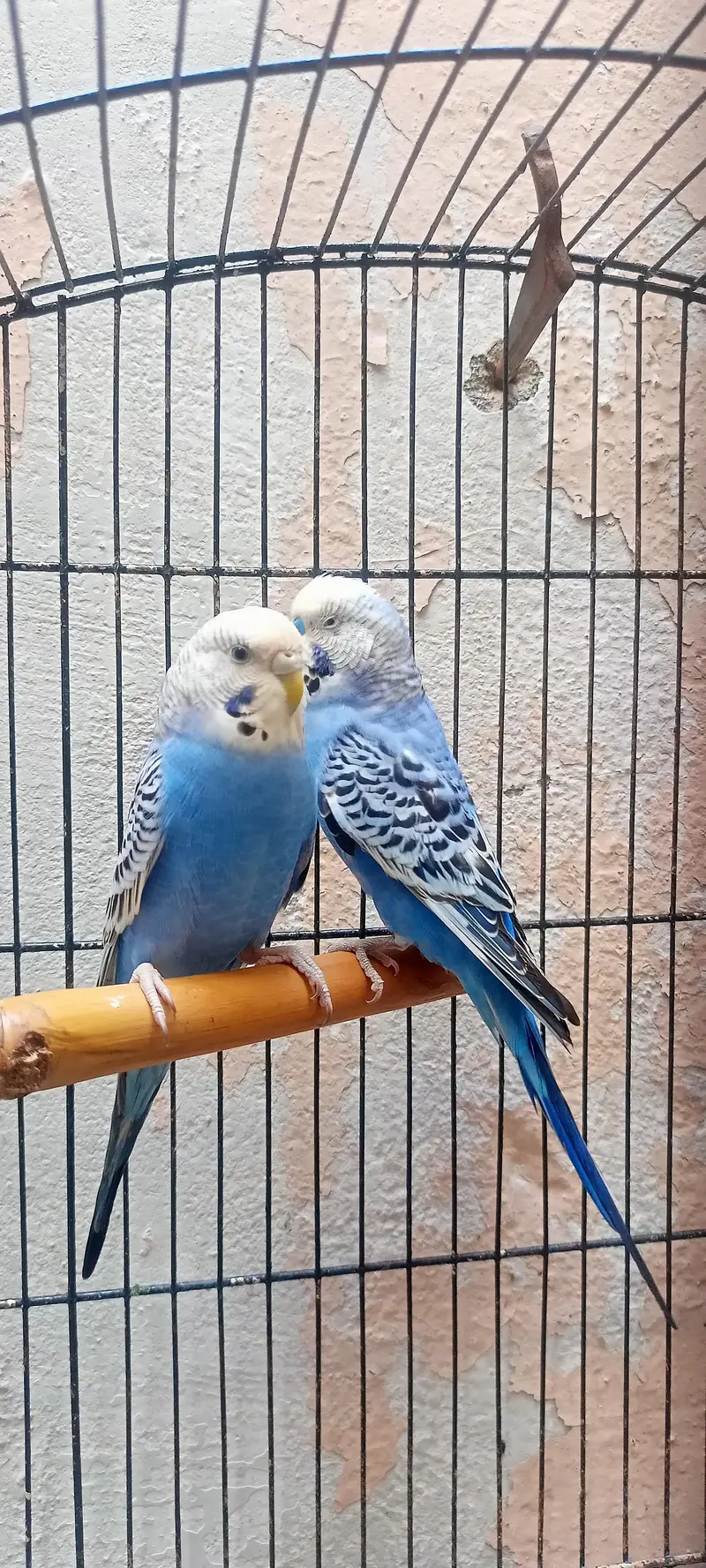 King Size Budgies Australian Parrots Bajri (Budgerigar) . — photo 9