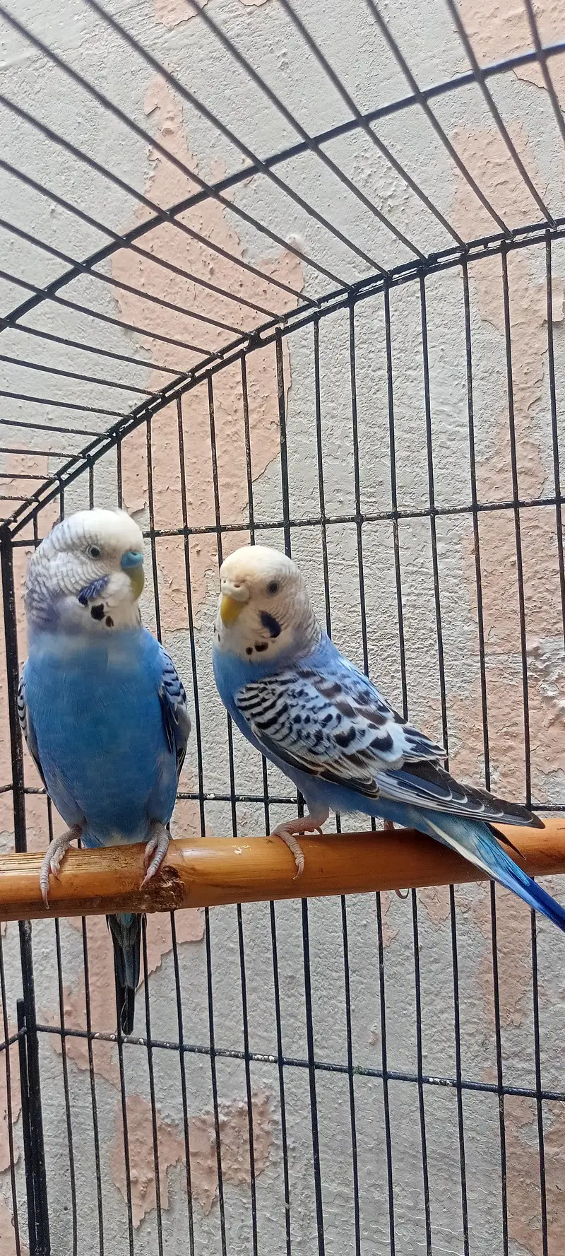 King Size Budgies Australian Parrots Bajri (Budgerigar) . — photo 10