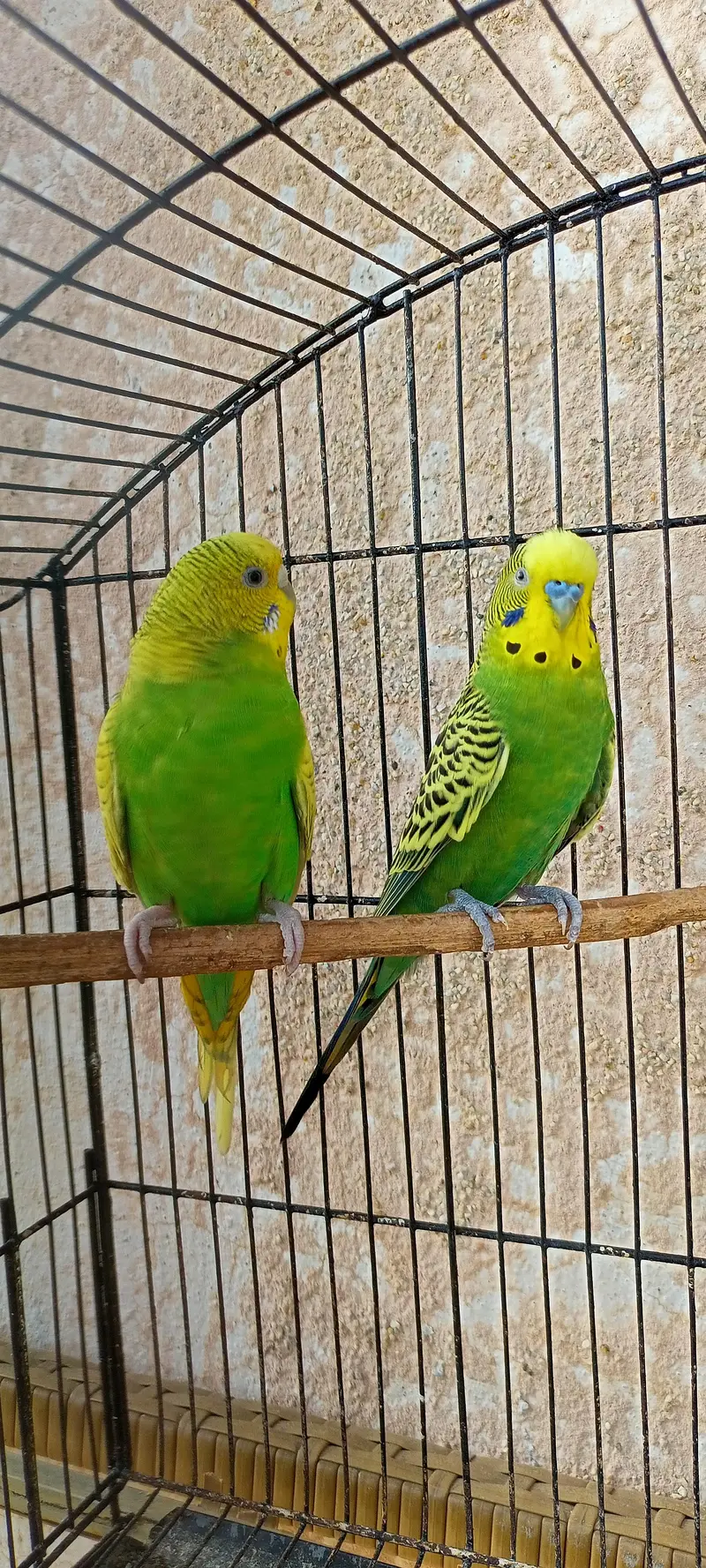 King Size Budgies Australian Parrots Bajri (Budgerigar) . — photo 11
