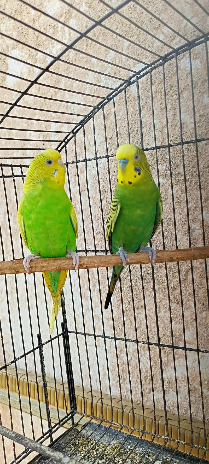 King Size Budgies Australian Parrots Bajri (Budgerigar) . — photo 12