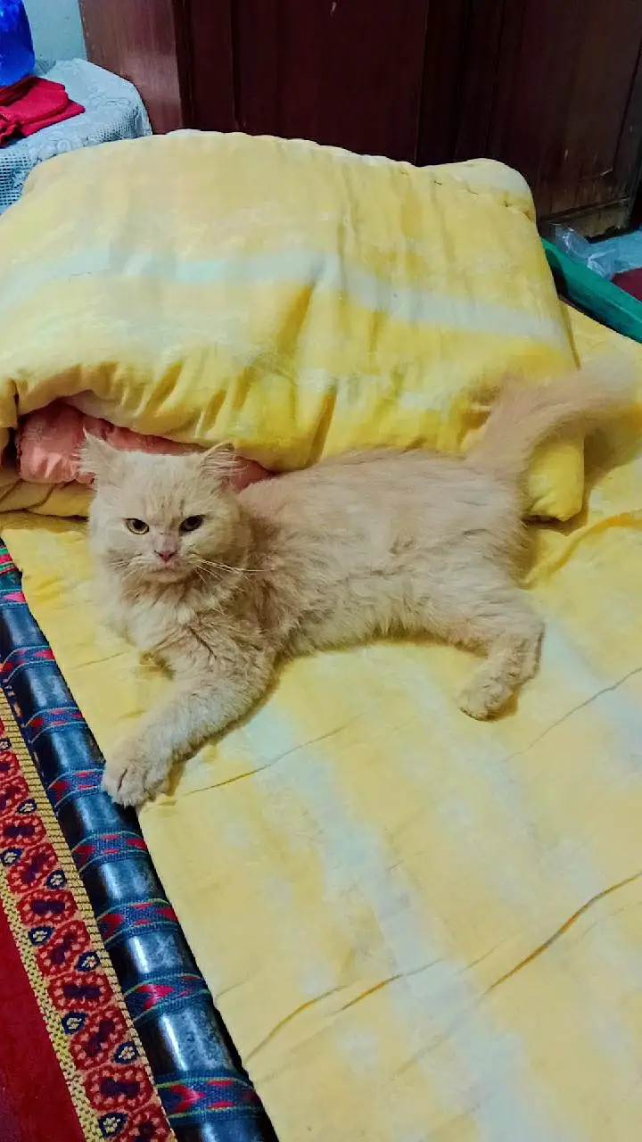 pershion cat for sale treple coded punch face — photo 2