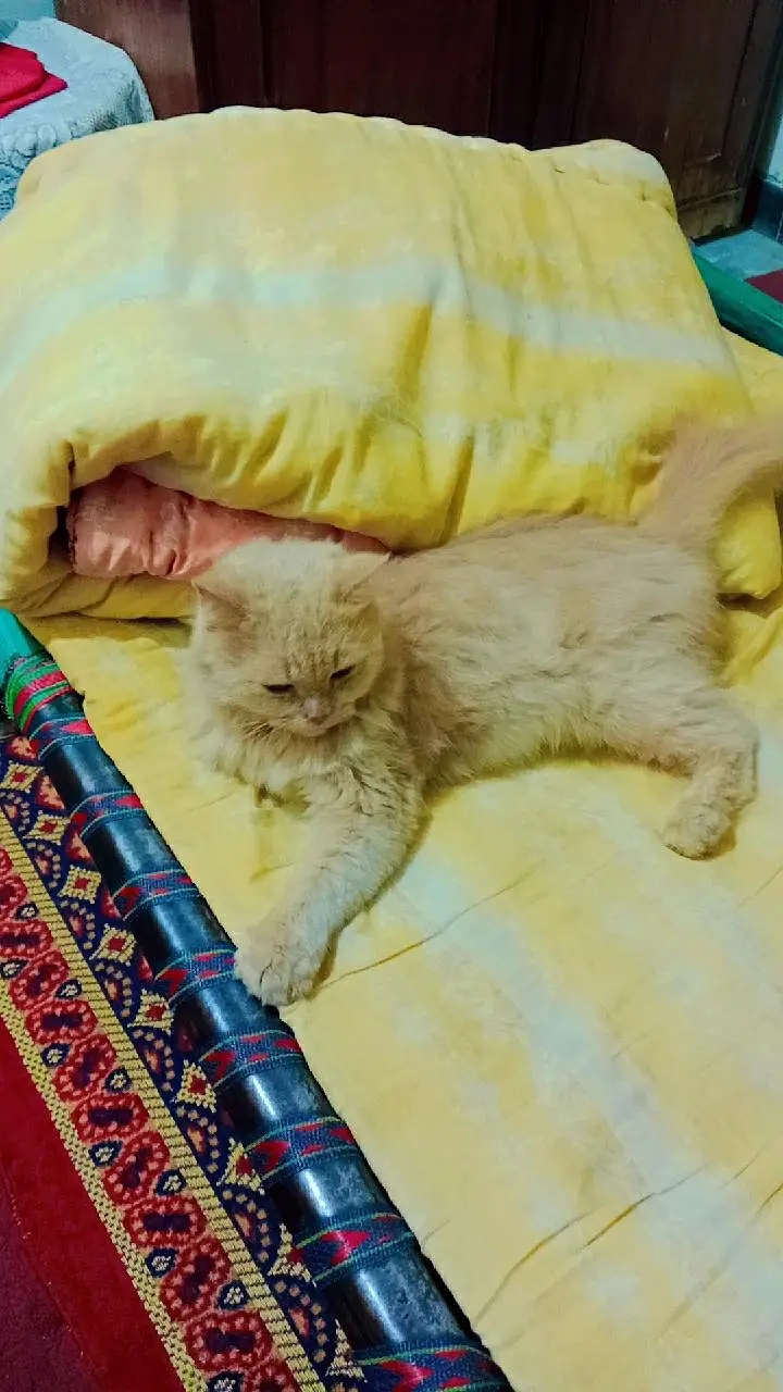 pershion cat for sale treple coded punch face — photo 3