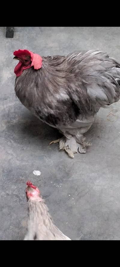 Bantam Pair for sale Vaccinated Healthy Active