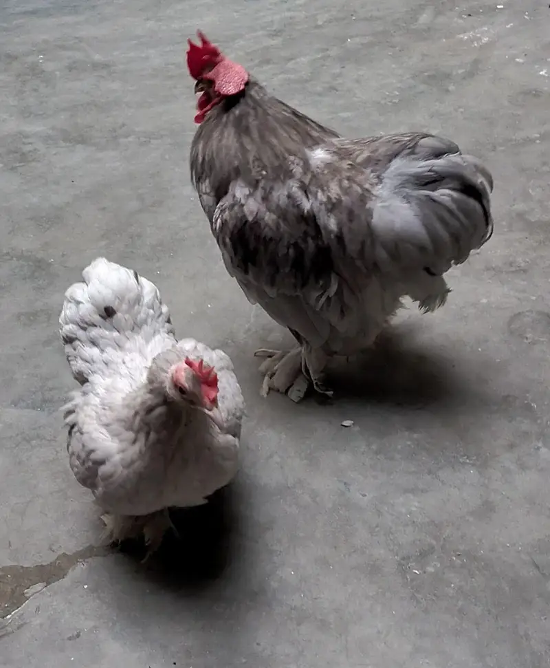 Bantam Pair for sale Vaccinated Healthy Active — photo 2
